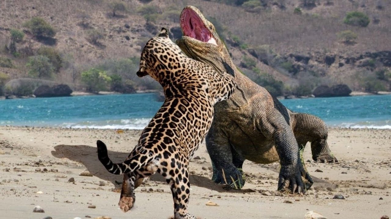 Jaguar vs Komodo dragon, who will have the last laugh if the two have a hard anal face?