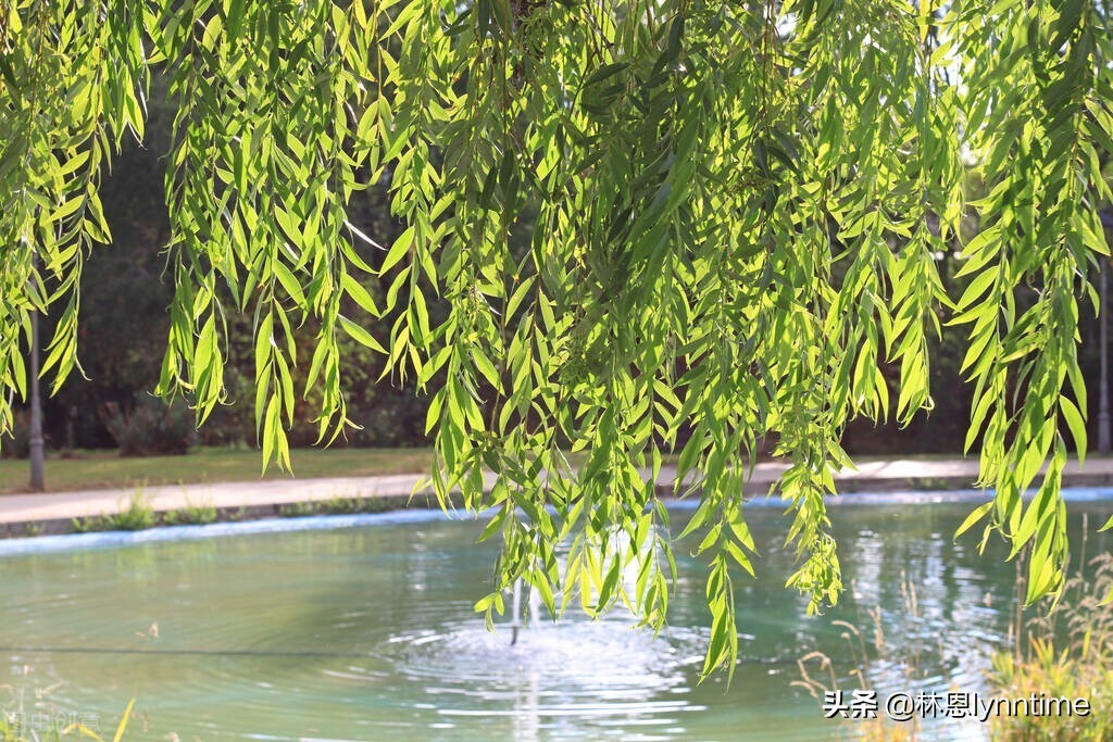 Ten ancient poems on the willow farewell - iNEWS