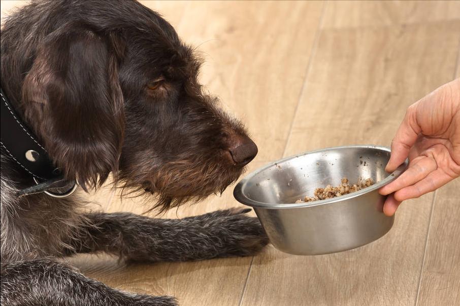 Dogs are forbidden to eat food!Do you know what foods your dog can't