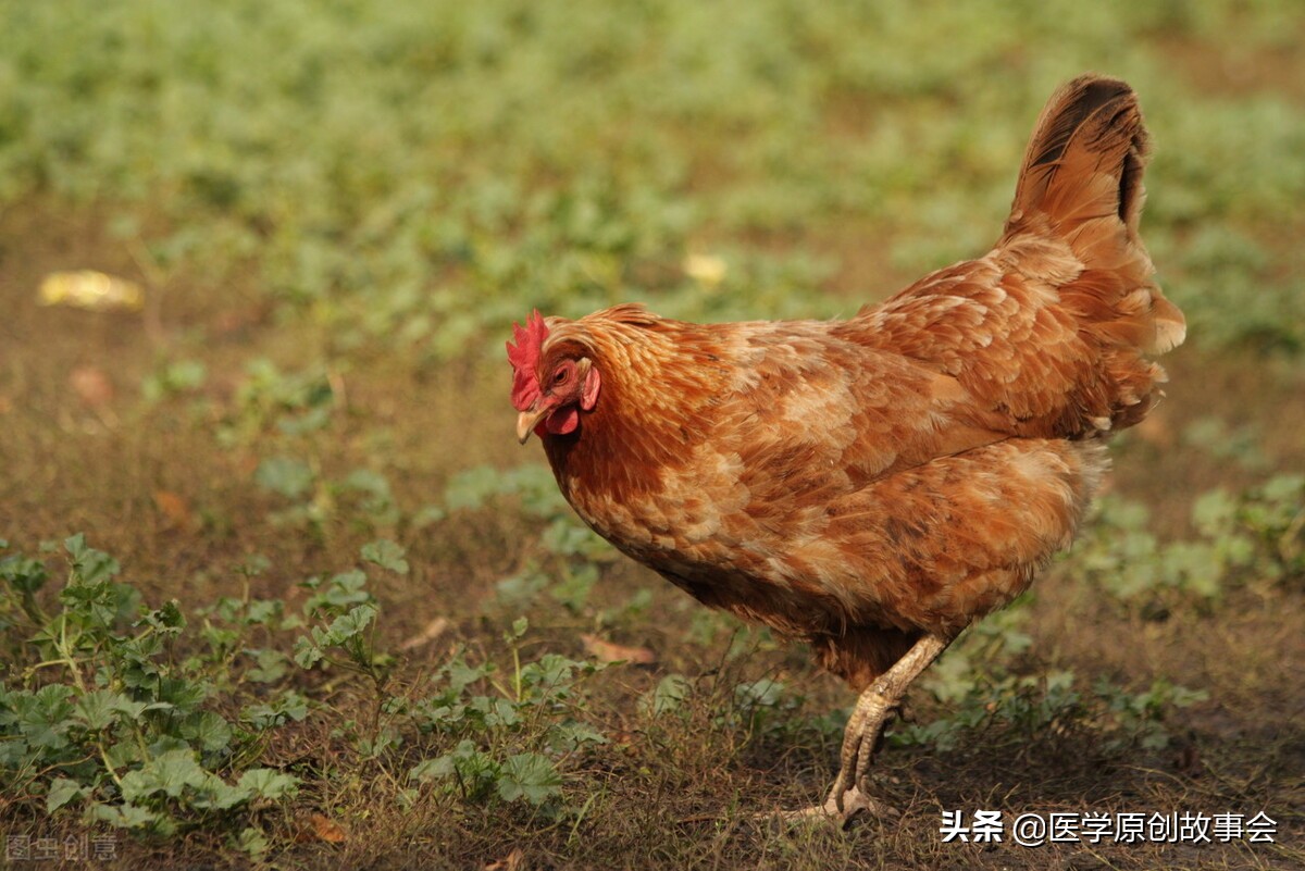 Chicken contains a lot of hormones, can it cause cancer if it is harmful?Rumor Three kinds of