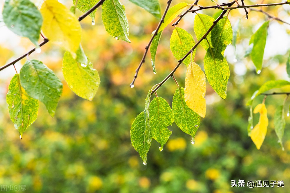 散文:秋雨,時光中平仄出的詩句 - 資訊咖
