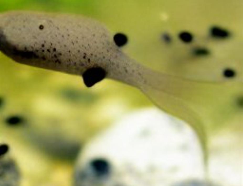 Can AI deep learning be used to match pictures for tadpoles to find