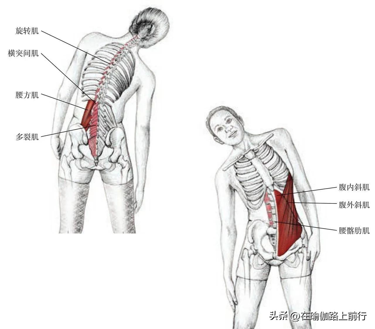 Best Ribs Strech Stretch - ribs - iNEWS