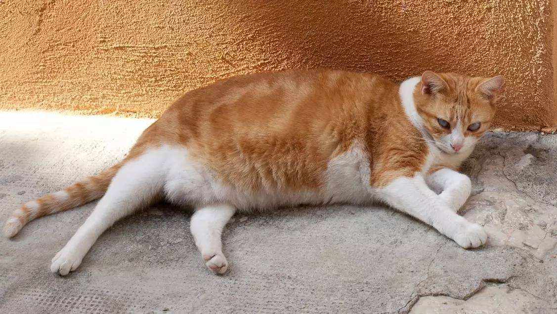 Why do orange cats get fat easily? iNEWS