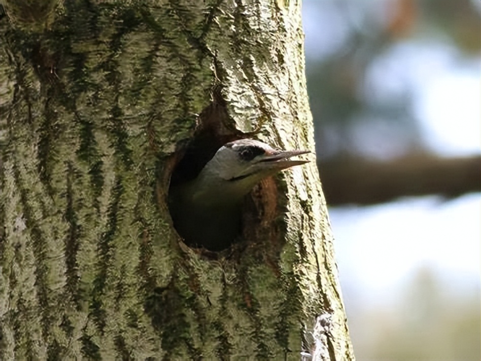 The woodpecker bird design collapsed? Sucking the brains of young birds ...