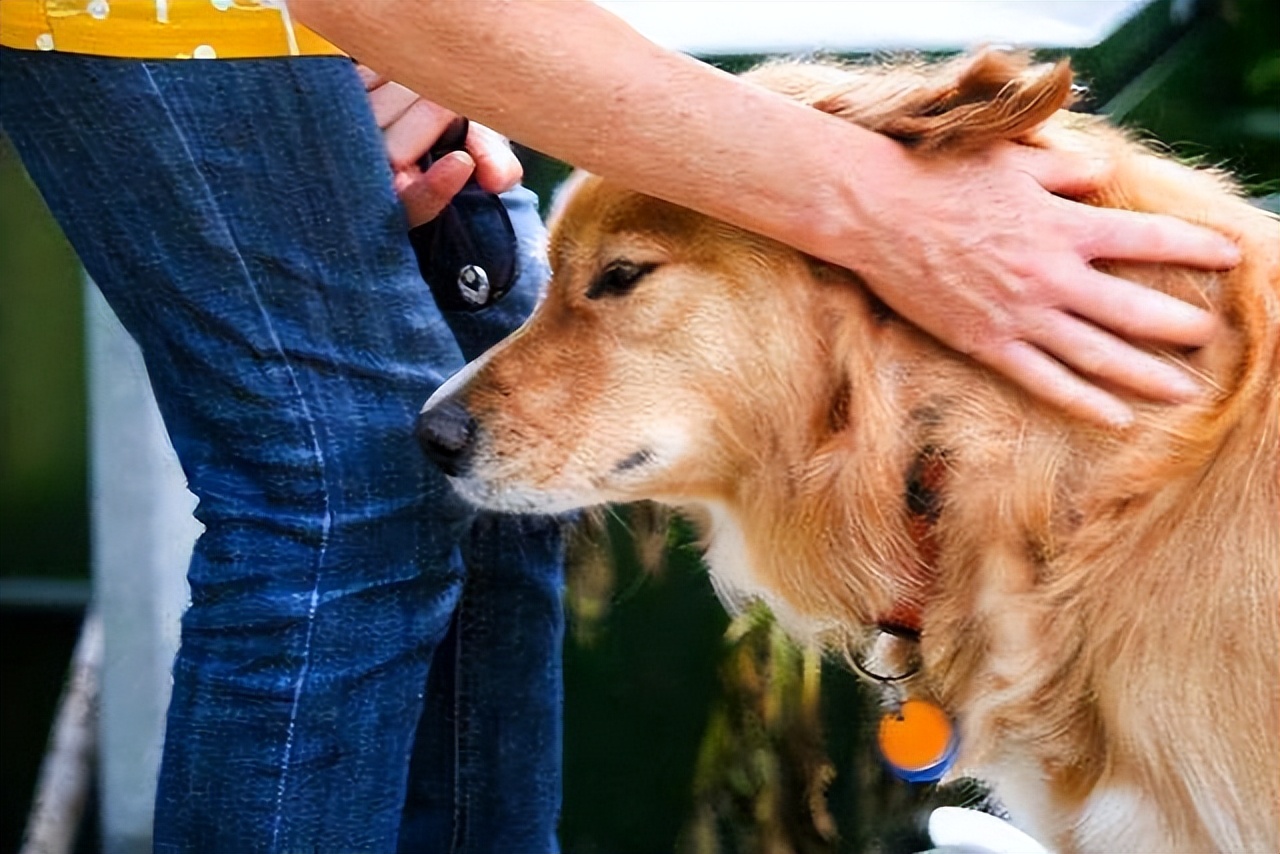 How do dogs recognize their owners? Is it by appearance? iNEWS