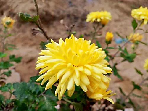 寒菊 冬菊 Mp头条