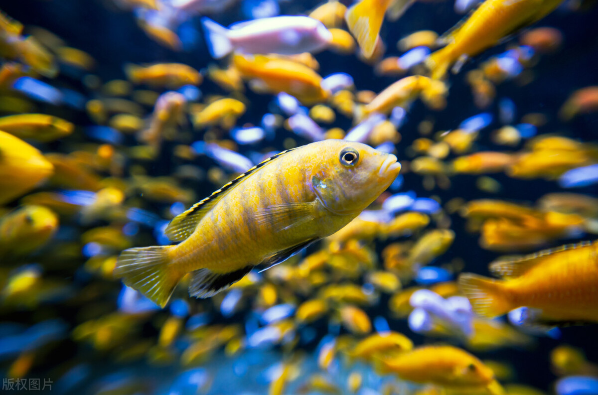 What do fish rely on to hear sounds? - iMedia