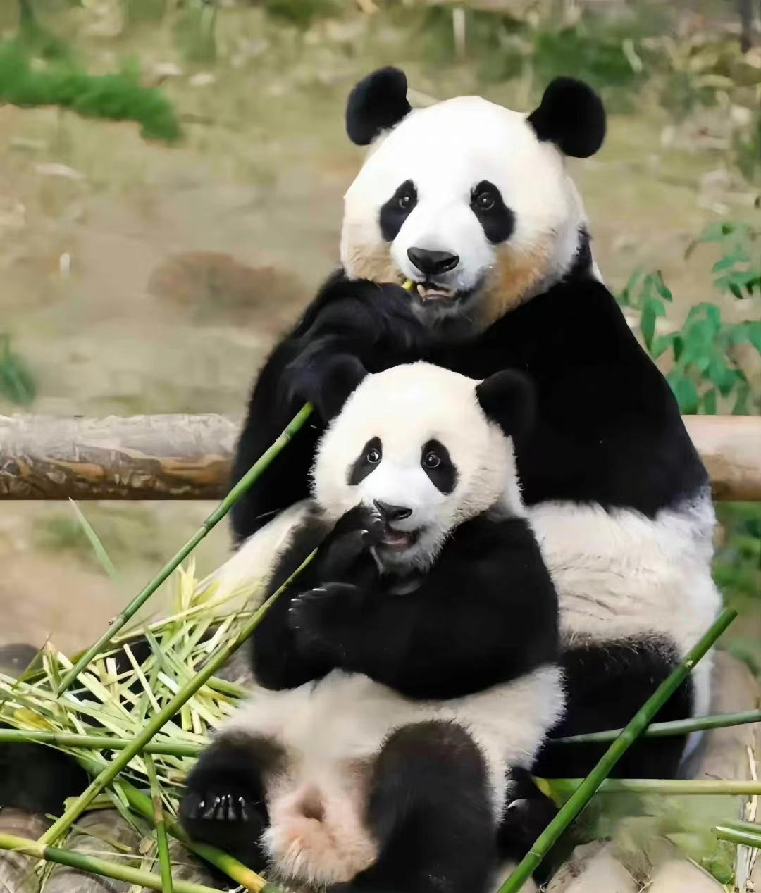 Giant panda Aibao in South Korea gave birth to twins, Fubao has two ...