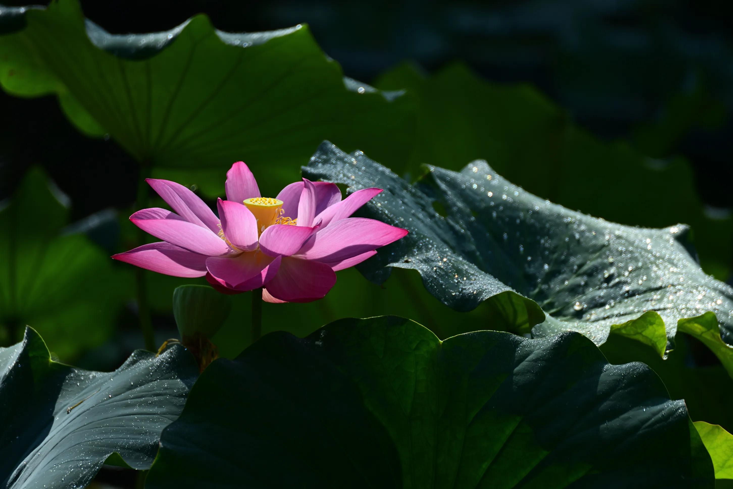 The lotus blooms again (123) iMedia