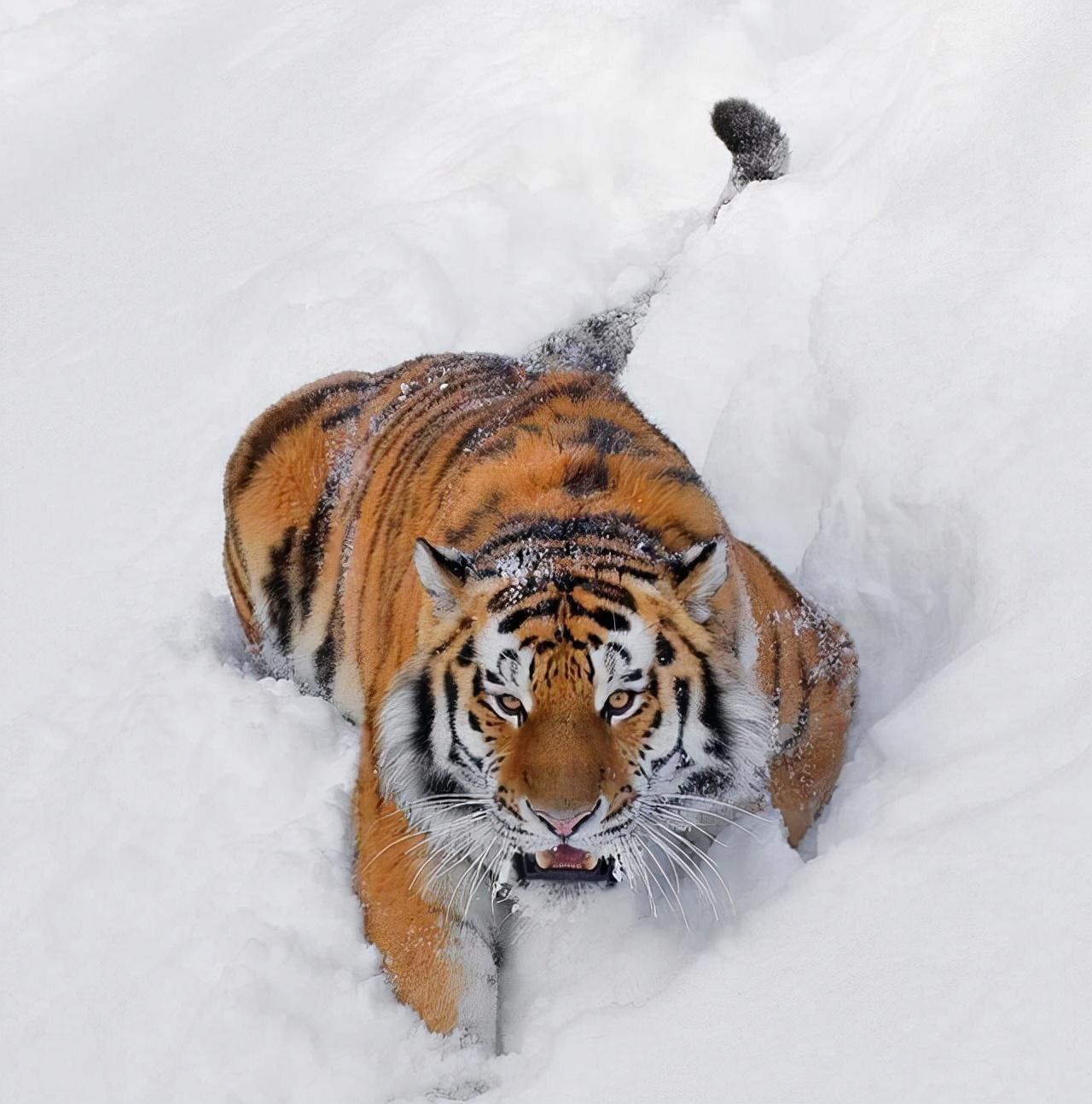 Who is stronger, the Siberian tiger or the Bengal tiger?If there is a ...