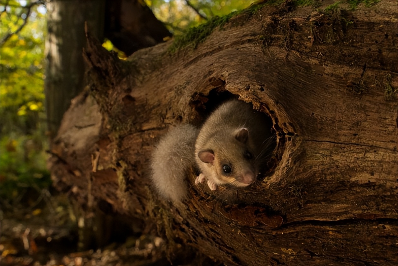 The real god of sleep, this little guy named Dormouse, sleeps for 11 ...