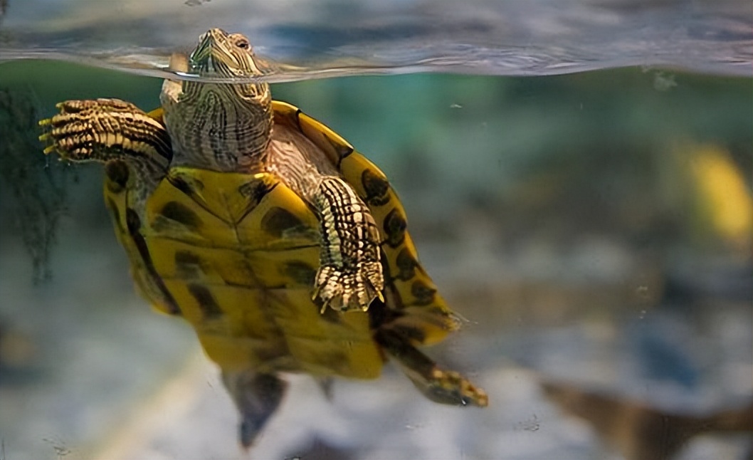 Why do turtles bark? - iMedia