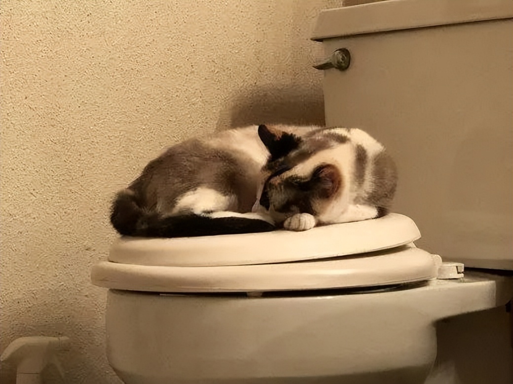 Why do cats like to drink water from the toilet? iNEWS