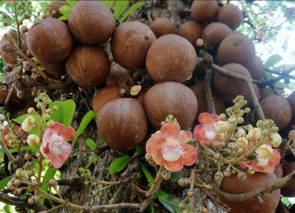 The most dangerous tree in the world, the fruit can explode, the power ...