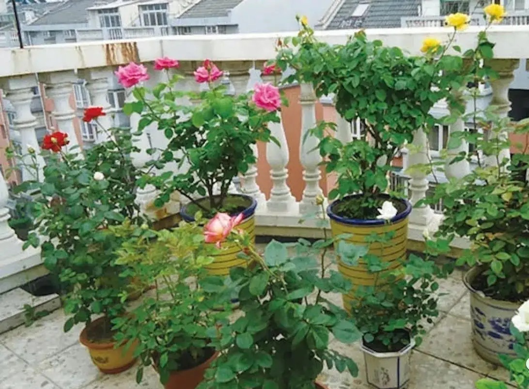 How to fertilize roses?Keep in mind "2 points", keep growing, keep