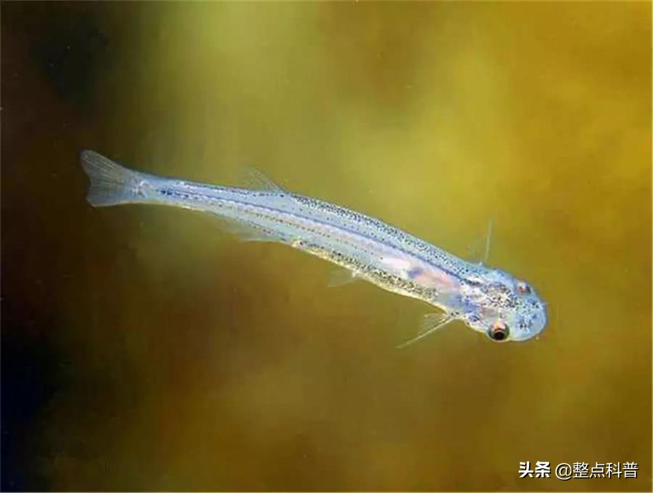 Drop Like Fish Ranked No. 1 ugly in the world, the whole body is limp like