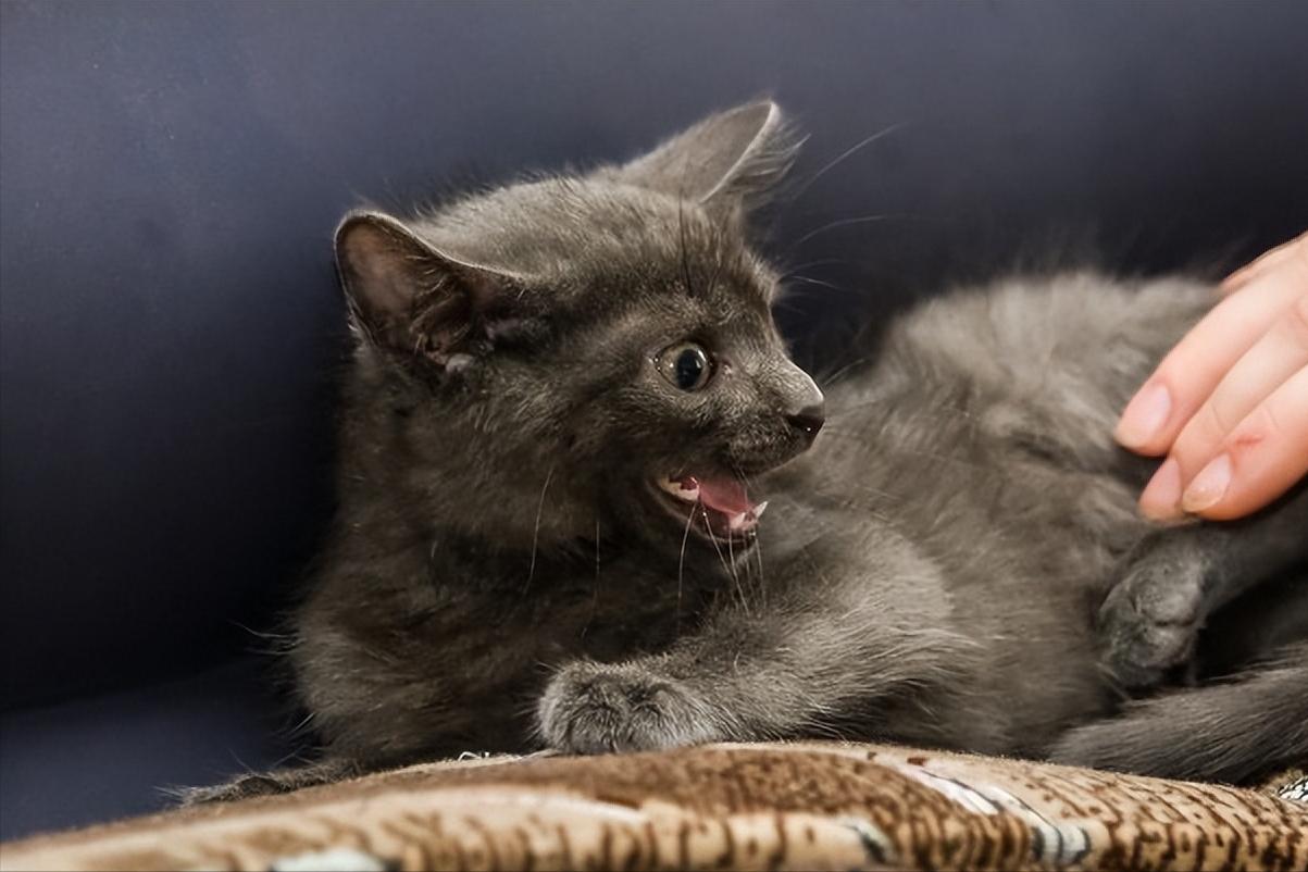 Why do kittens keep biting? iNEWS