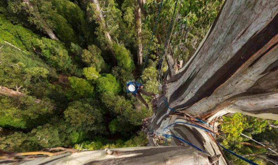 How tall is the tallest tree in the world?156 meters, an Australian ...