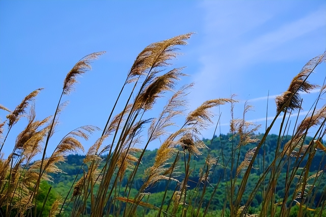 Zhang Shukuan's Poems: Reed Flowers - iNEWS