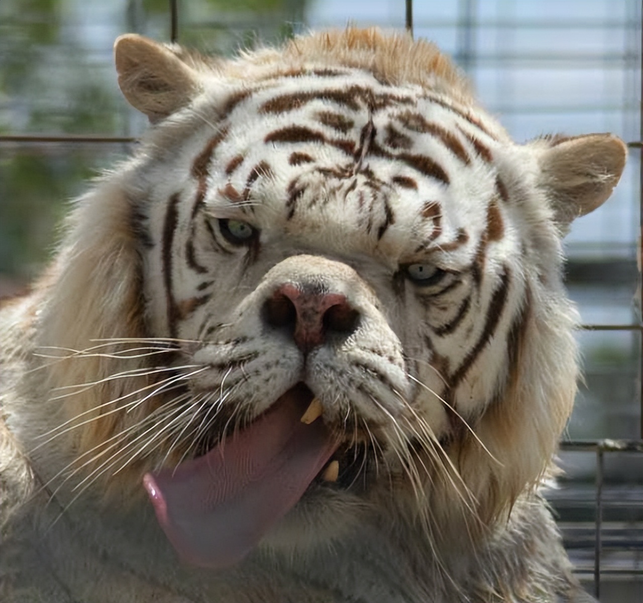 The least powerful tiger in the world. Meet Kenny, the Tiger with Down ...