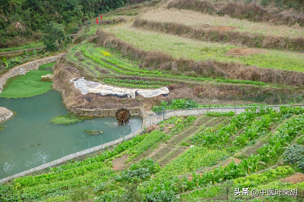 After 8 years of gout, 4 pounds of astragalus were reused to cure it