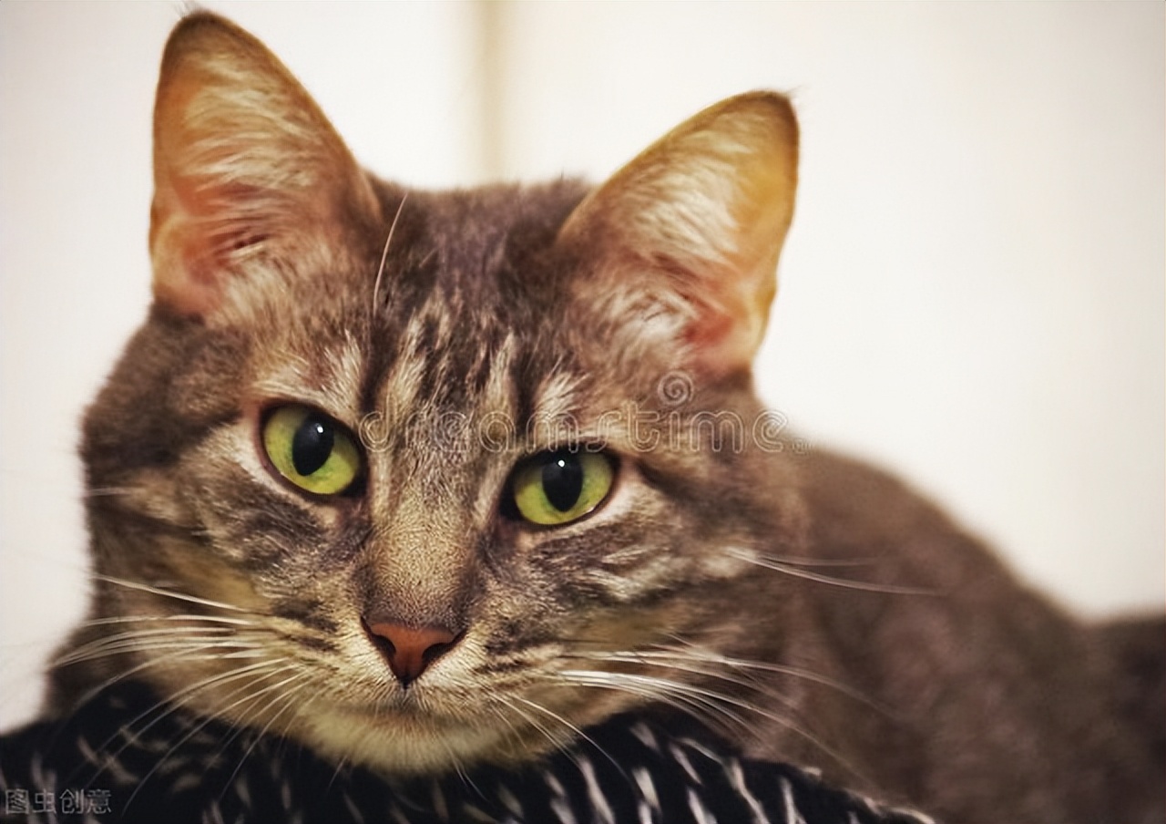 Why do cats not eat or drink?Could it be fatty liver? iNEWS