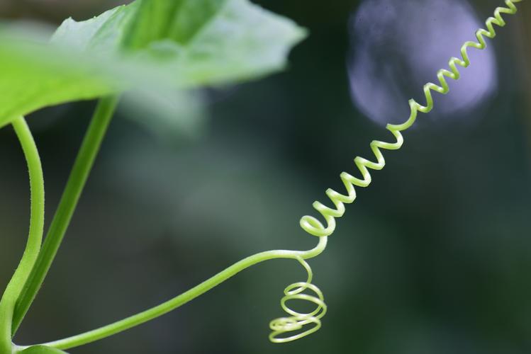 Vines are good for nothing? The bionic robot developed based on vines ...