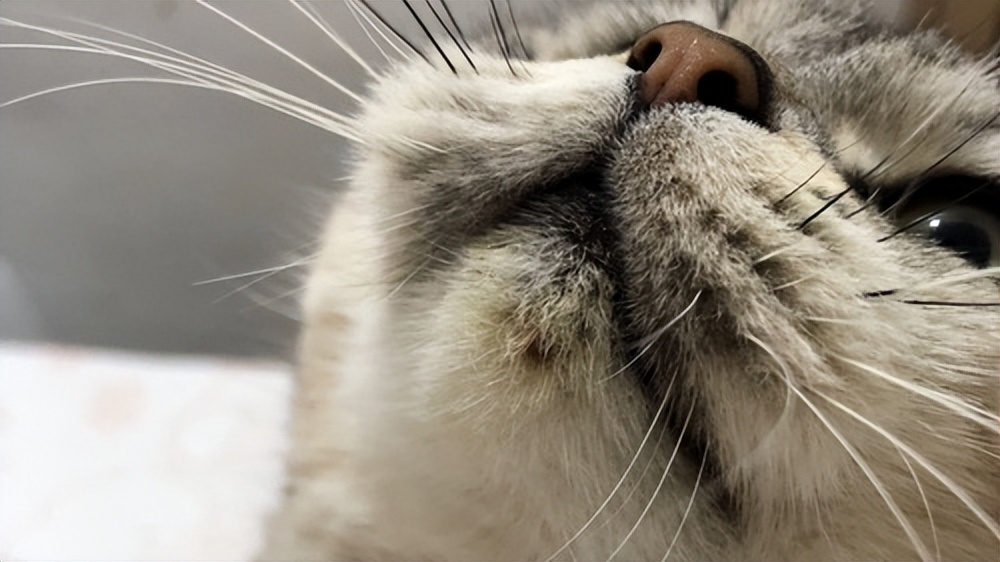 Black Chin in Cats Symptoms, Causes, and Treatment iNEWS