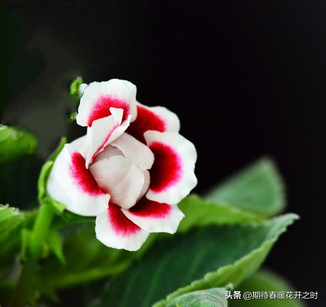 Gloxinia flower meaning thriving iNEWS
