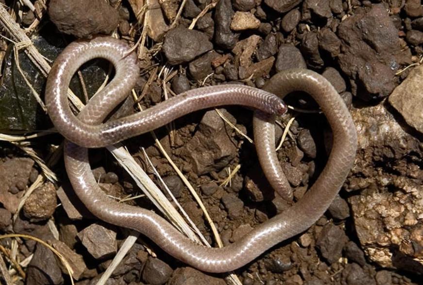 top ten weird looking snakes iMedia