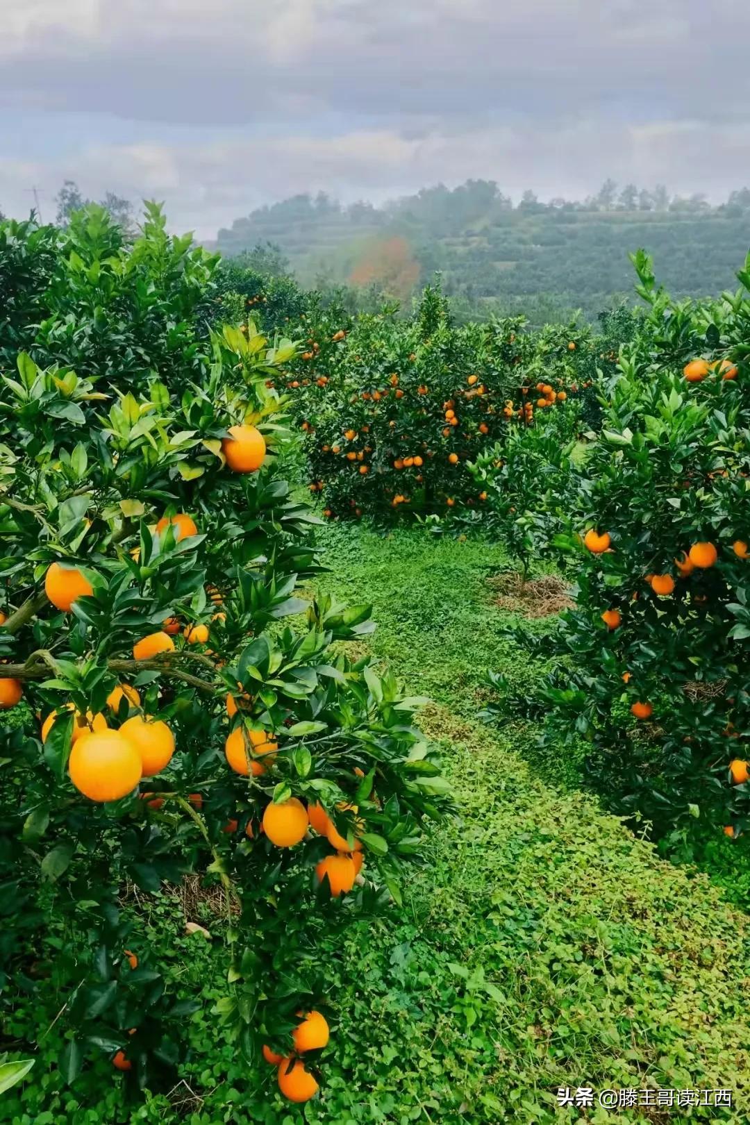 Why are Gannan navel oranges delicious? iNEWS
