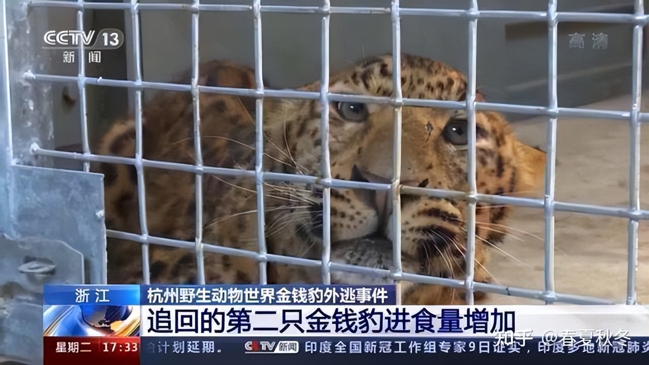 The leopard escaped from the zoo, where might it be hiding? Why do you ...