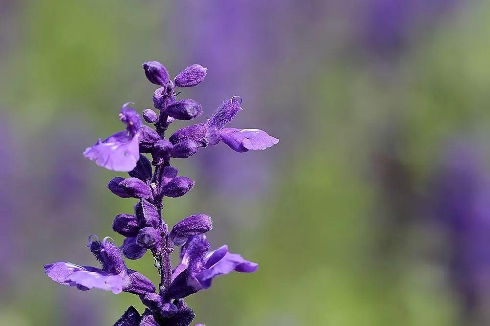 How much does clary sage, which is often mistaken for lavender
