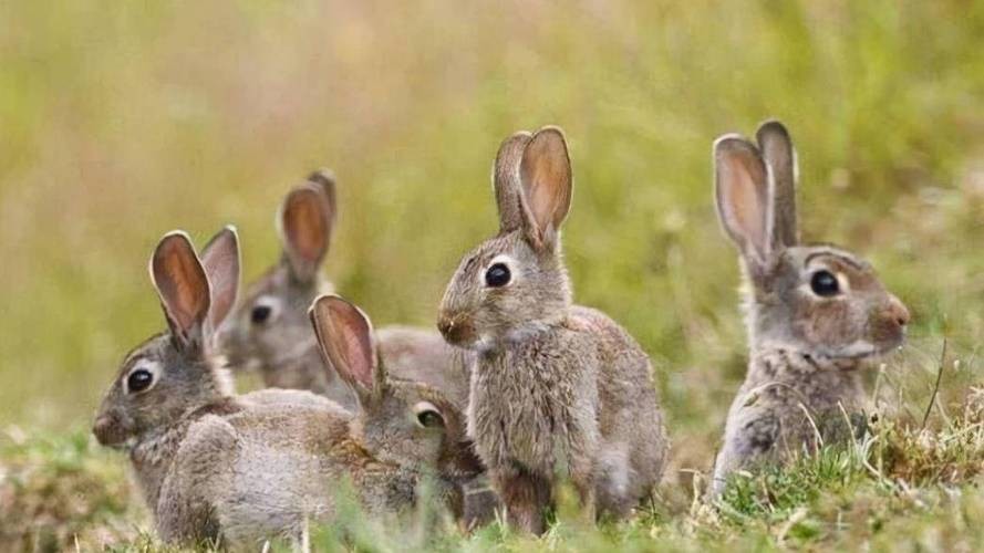 Wild rabbits in Australia are overrun, and the government's struggle