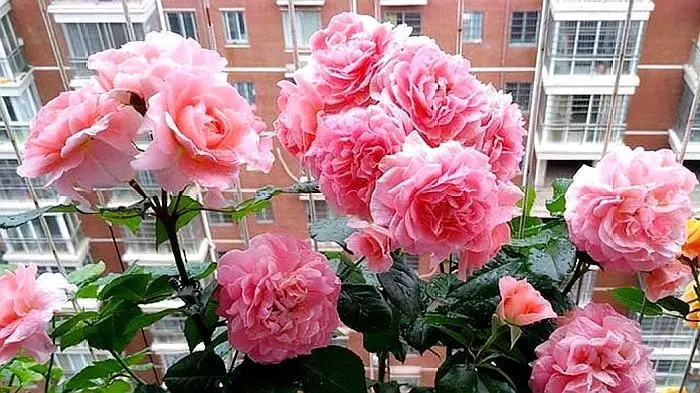 How to raise roses to grow well and bloom Learn more 3 secrets for ...