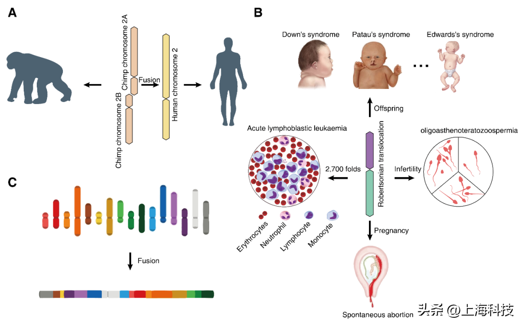 Academician Li Jinsong's team opens a new window for mammalian ...