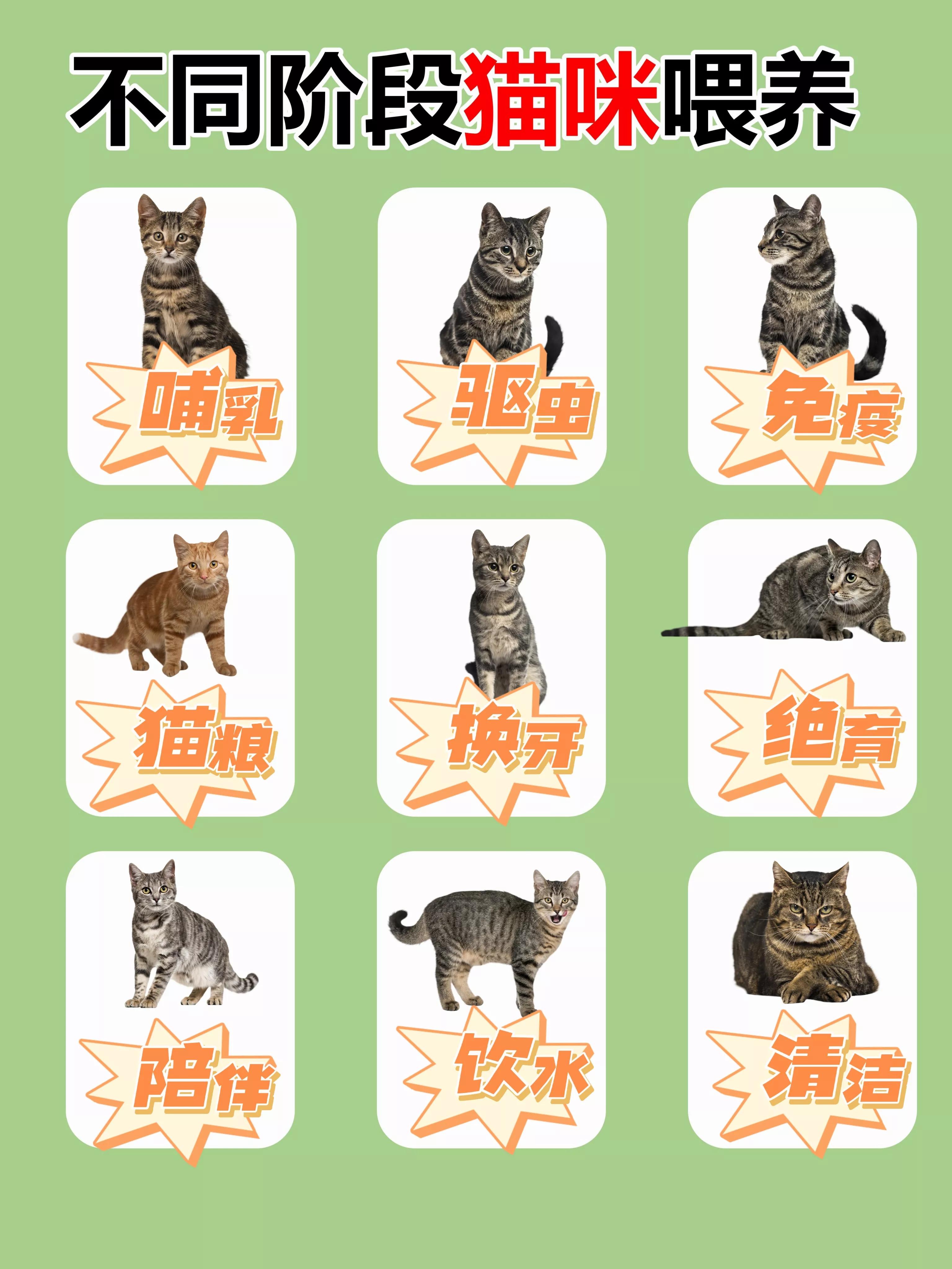 How to choose the right cat food for cats in different months? iNEWS