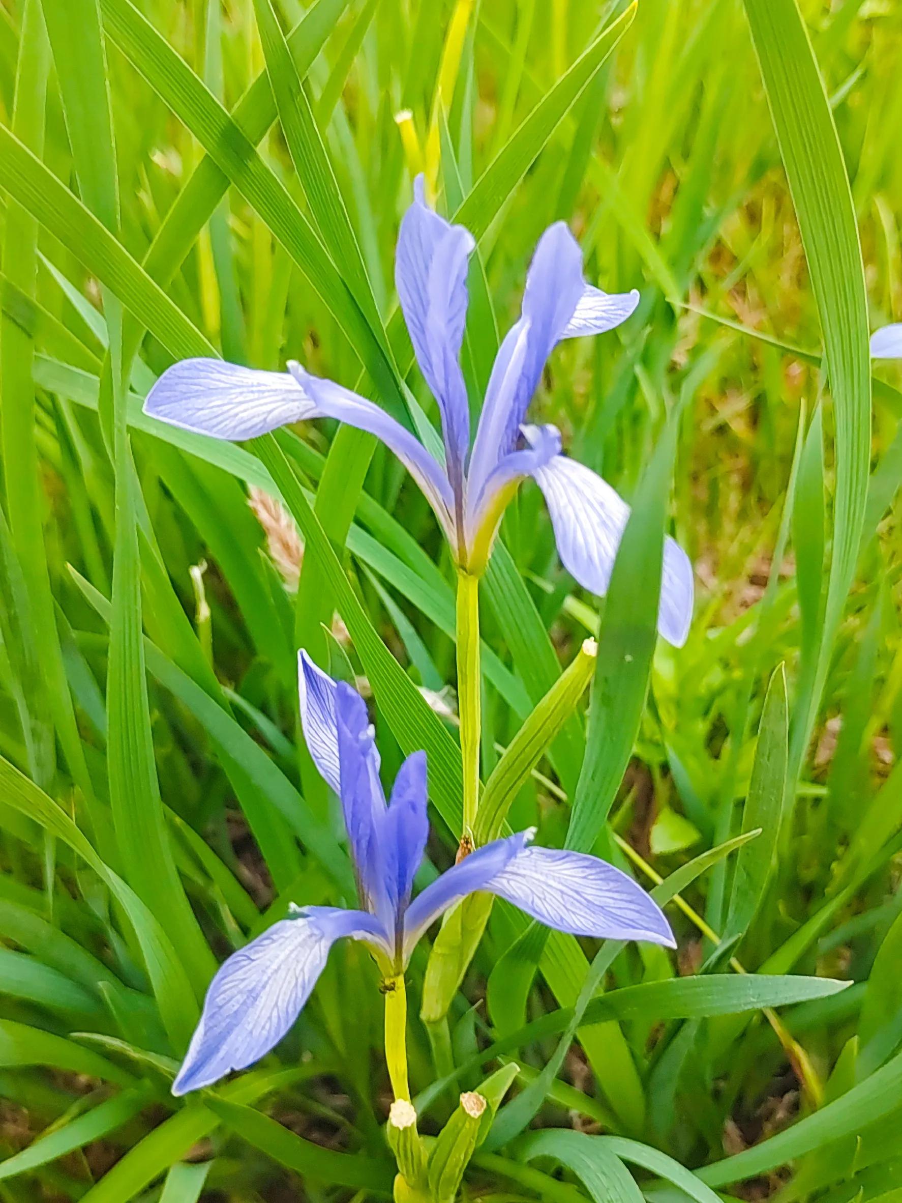 Iris flower, beautiful, lovely, beautiful, moving, thanks for the gift