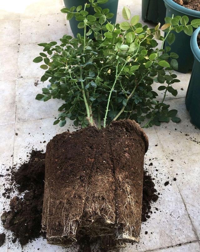 How to fertilize roses?Keep in mind "2 points", keep growing, keep