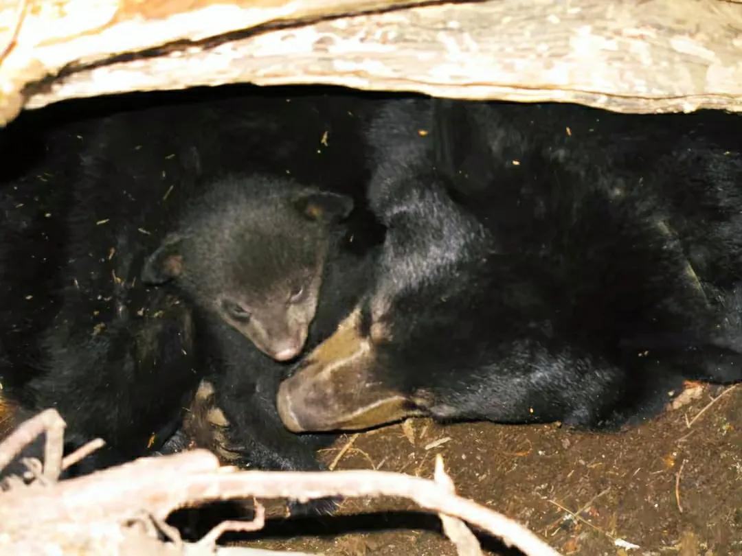 Why do bears give birth while hibernating?Isn't this situation very