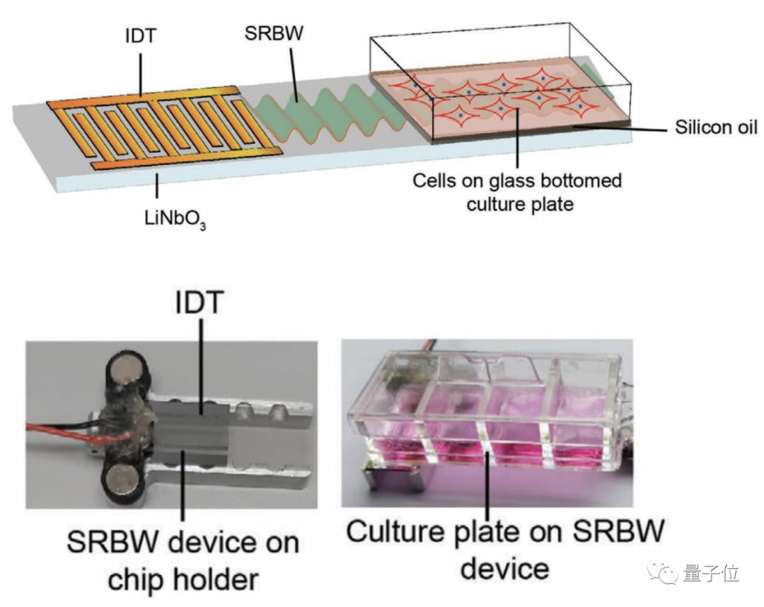 Can Stimulation of Sound Waves Grow New Bones?In just 10 minutes a day ...