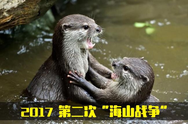 The Gossip otters