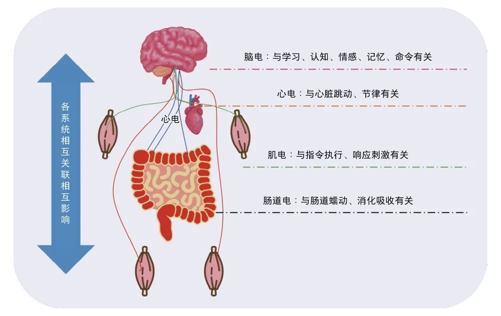 Have you sensed the electrical signals in the body: a brief analysis of ...