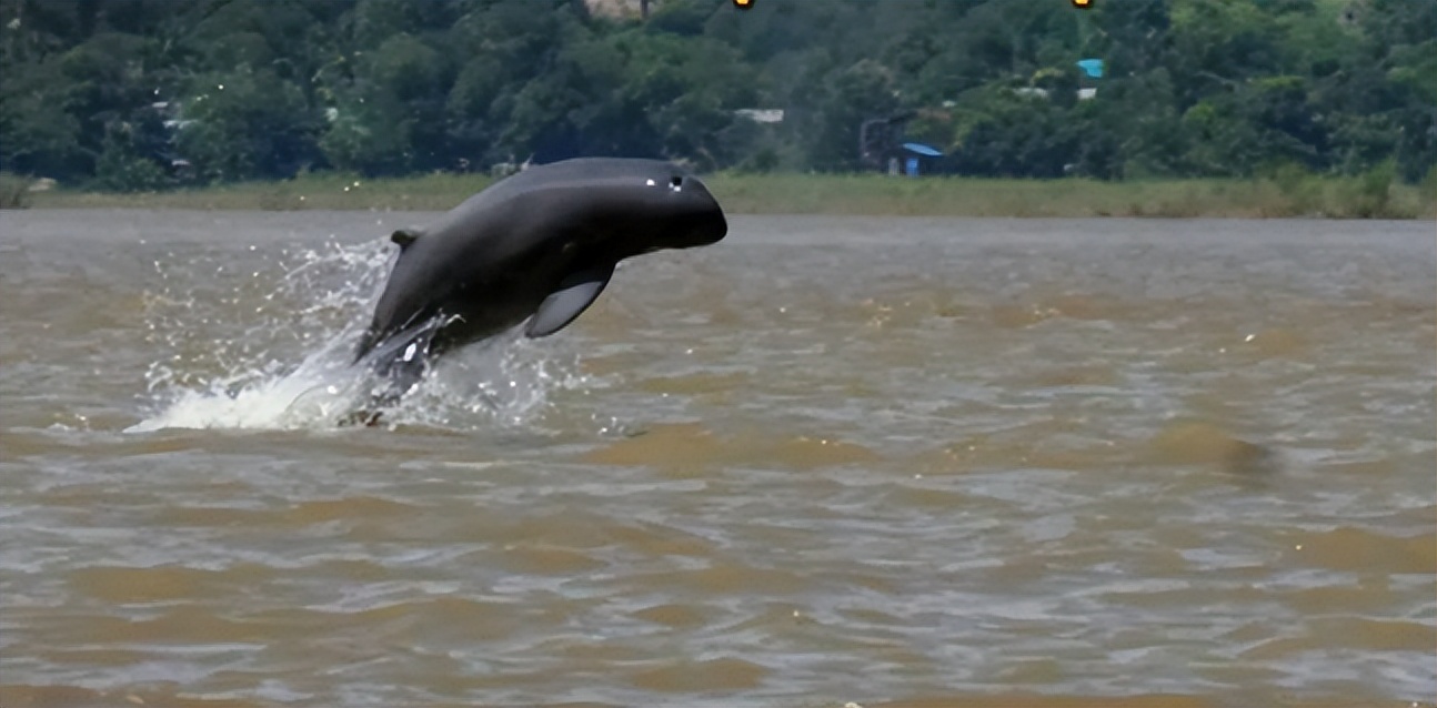 About 17 finless porpoises found diving for food in the Irrawaddy River ...