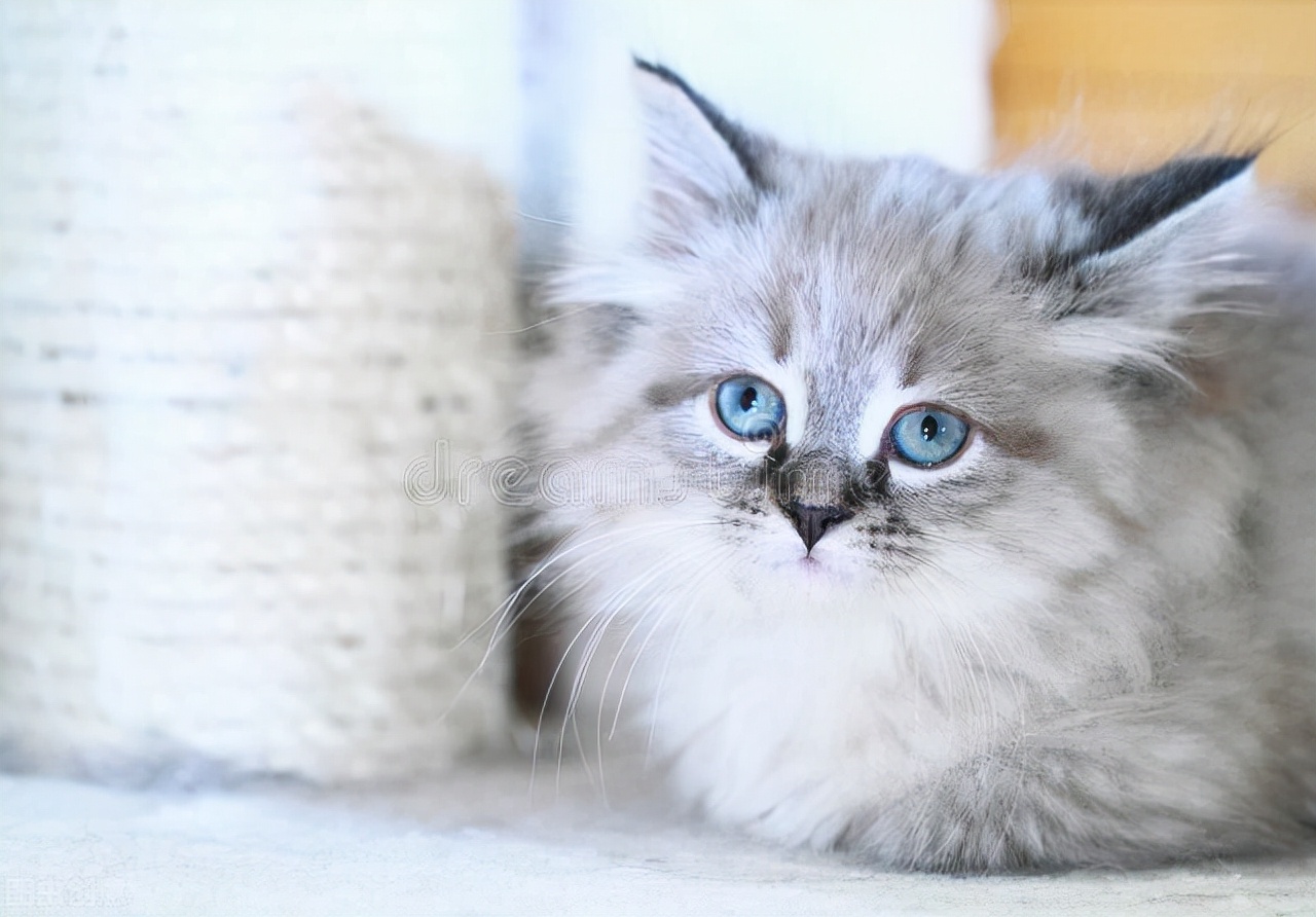 Russian cats are sanctioned? iNEWS