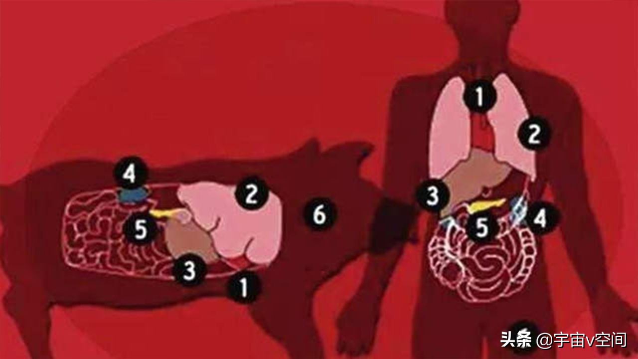 Personal analysis, the world's first pig heart transplant patient died, what happened? iNEWS