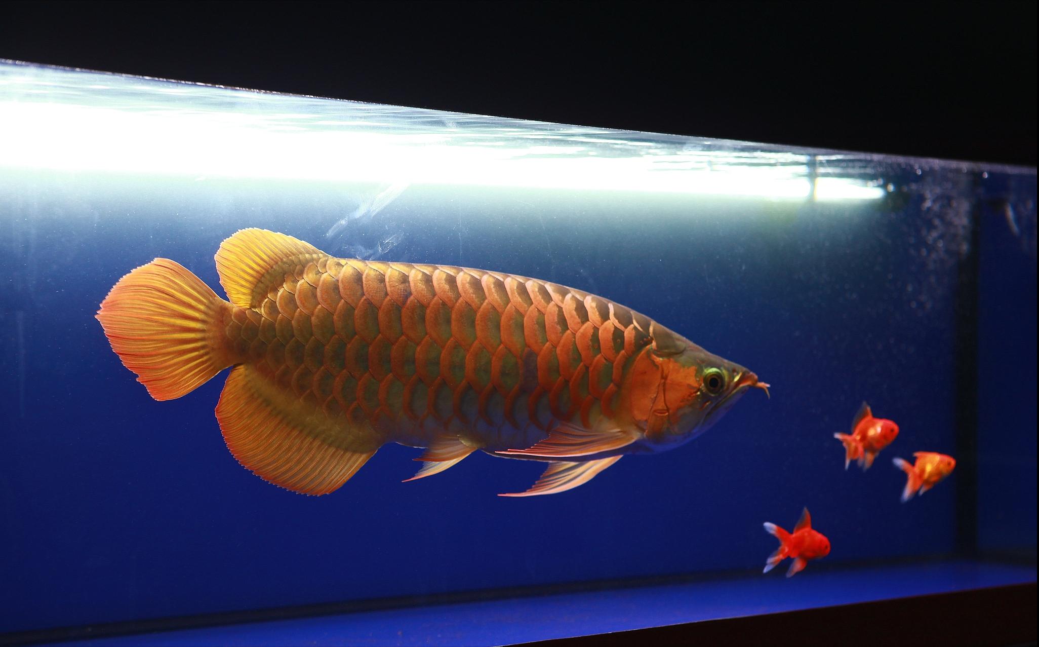 Why is dragon fish the first choice for pet aquariums of wealthy families? iNEWS
