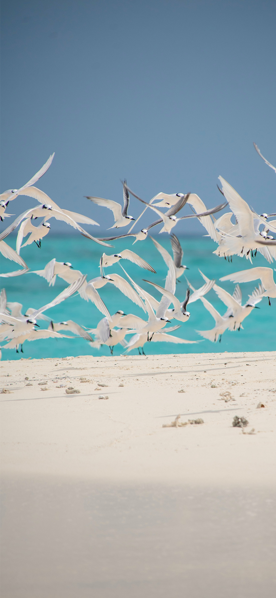 高级感小众手机壁纸 资讯咖