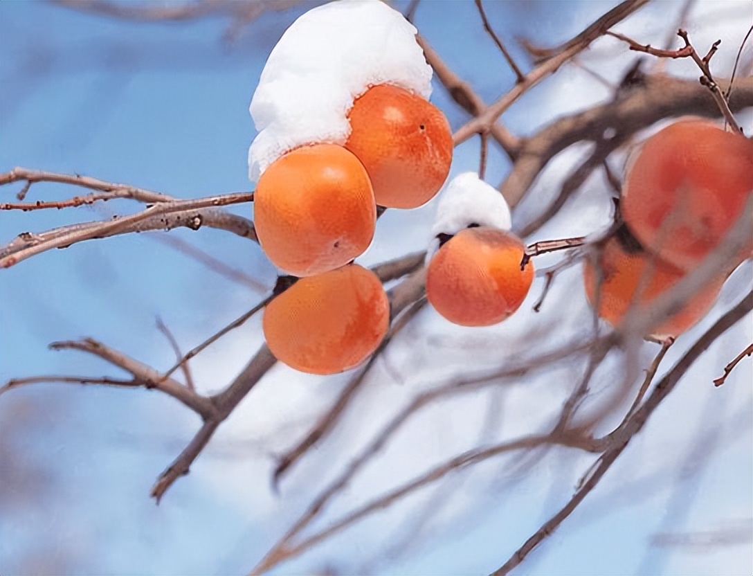 As the old saying goes, "one persimmon has ten medicines", what does it